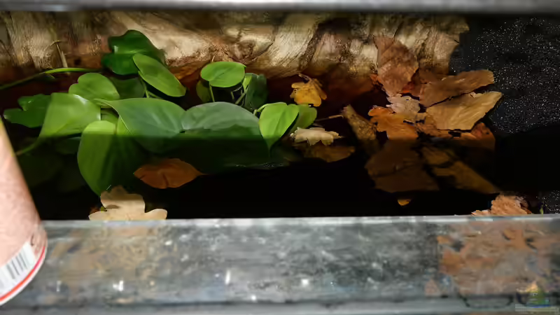 Aquarium Copella-Aquarium von Goldfisch (6)