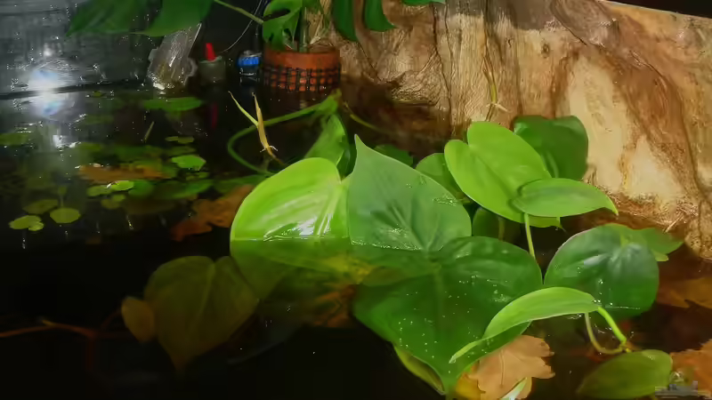 Aquarium Copella-Aquarium von Goldfisch (7)