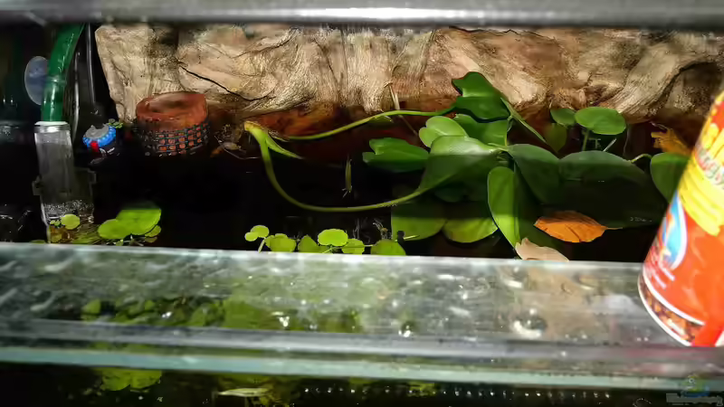 Aquarium Copella-Aquarium von Goldfisch (8)