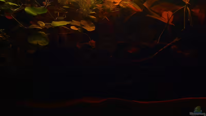 Aquarium Copella-Aquarium von Goldfisch (9)