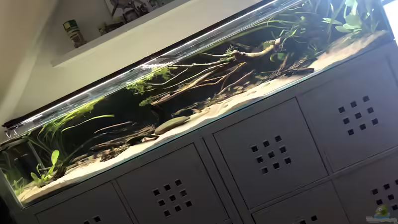 Aquarium Cory-Kallax-Aquarium von DiskusMummy (6)