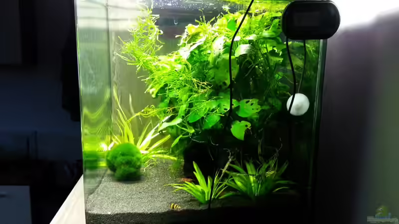 Aquarium Cube.. das erste von Deladriel (3)