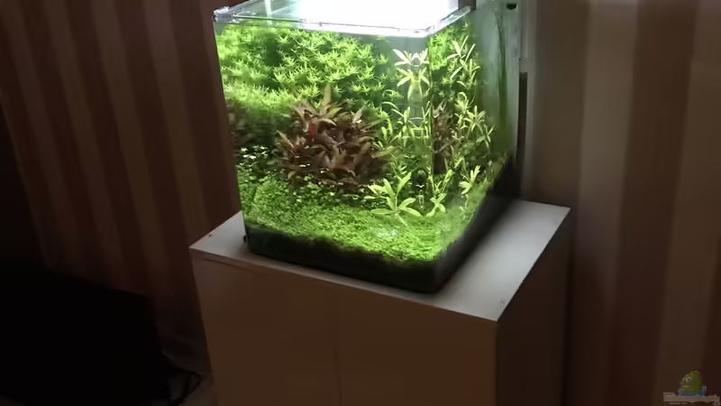 Aquarium Cube60 von Tom81 (2)