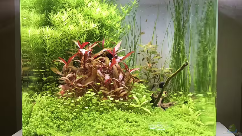 Aquarium Cube60 von Tom81 (3)