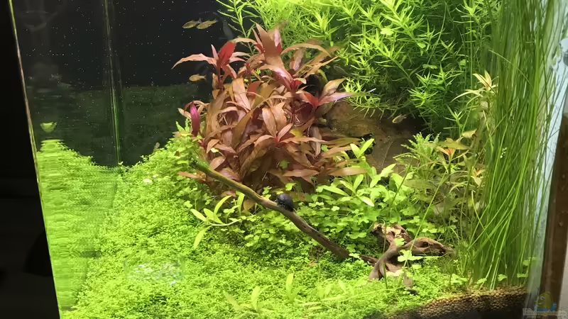 Aquarium Cube60 von Tom81 (4)