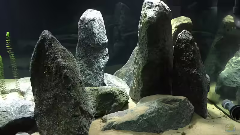 Aquarium Cyprichromis Tank von Monaco (9)