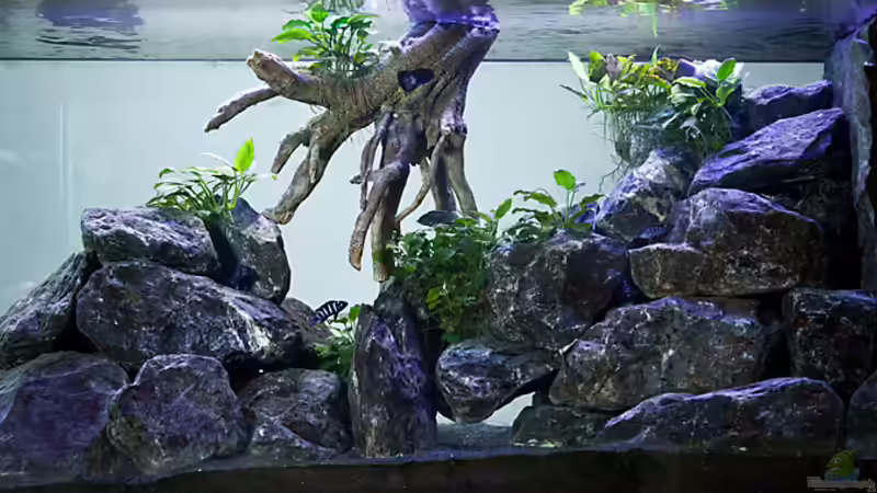 Aquarium D-$To®M ( My First ) Nur noch als Beispiel von Erik H. (2)