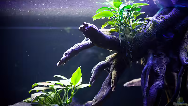 Aquarium D-$To®M ( My First ) Nur noch als Beispiel von Erik H. (8)