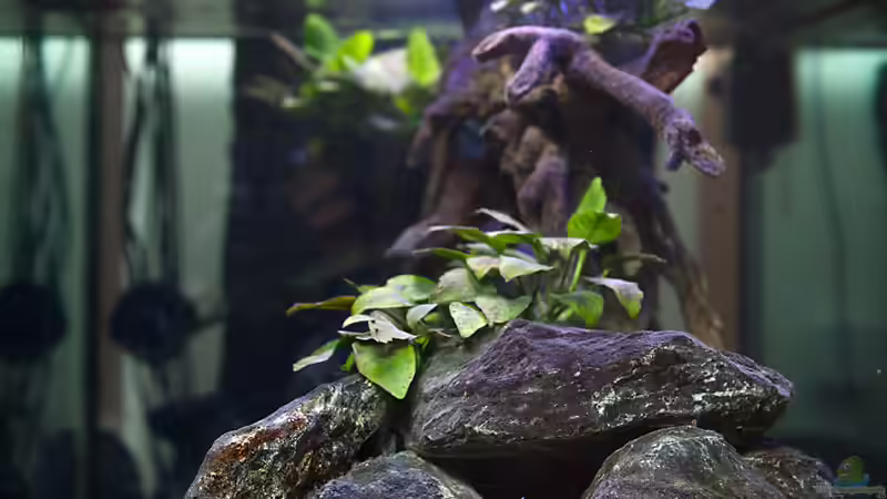 Aquarium D-$To®M ( My First ) Nur noch als Beispiel von Erik H. (9)