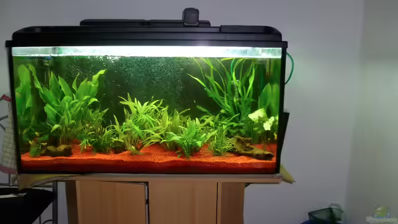 Aquarium Dannys Aquarium von Danny Müller (2)