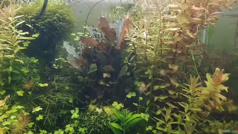 Aquarium DARIO DARIO von Smo (2)