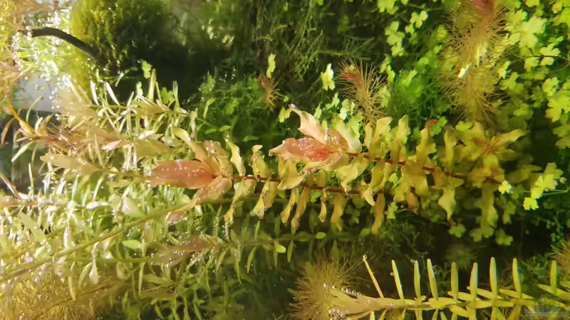 Aquarium DARIO DARIO von Smo (3)