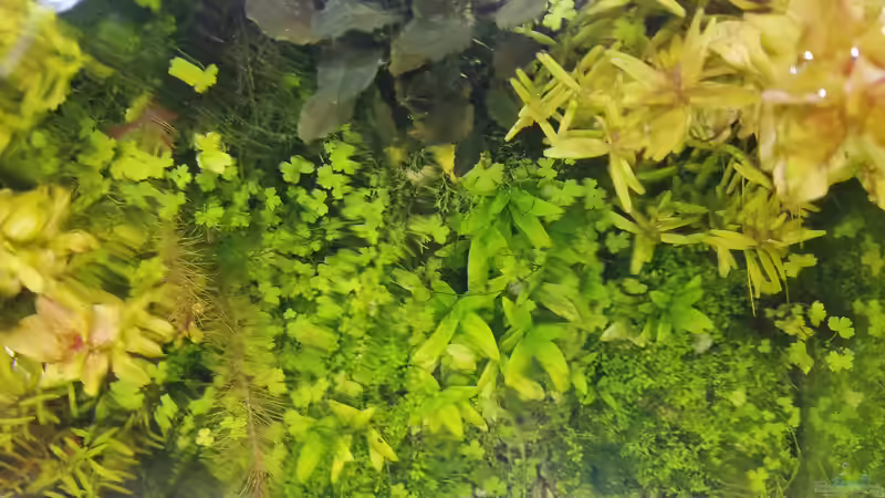 Aquarium DARIO DARIO von Smo (4)