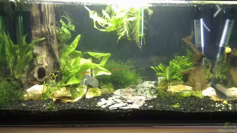 Aquarium Darios World von Snubby (2)