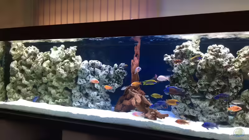 Aquarium DARIUS von Garbas Darius (2)