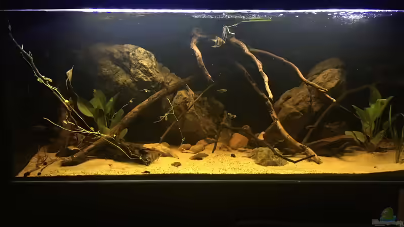 Aquarium DARK ROOTS (aufgelöst) von der Steirer (12)