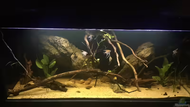 Aquarium DARK ROOTS (aufgelöst) von der Steirer (13)