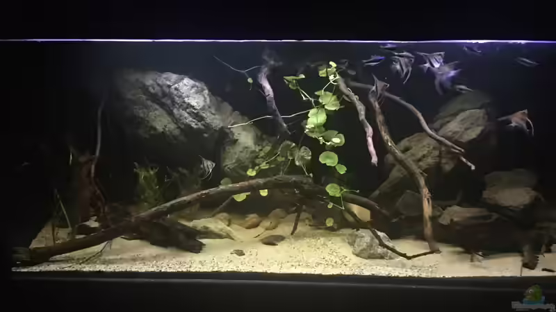 Aquarium DARK ROOTS (aufgelöst) von der Steirer (14)
