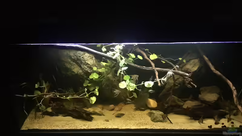 Aquarium DARK ROOTS (aufgelöst) von der Steirer (15)