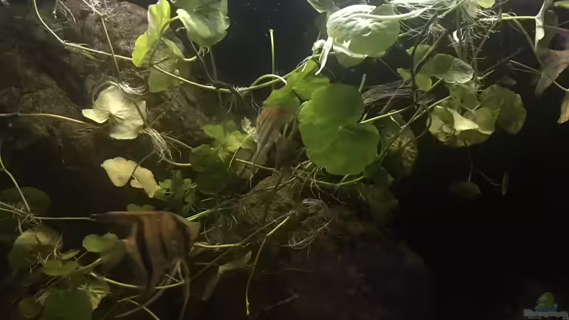 Aquarium DARK ROOTS (aufgelöst) von der Steirer (17)