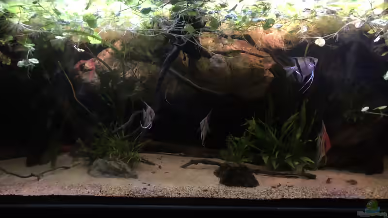 Aquarium DARK ROOTS (aufgelöst) von der Steirer (2)