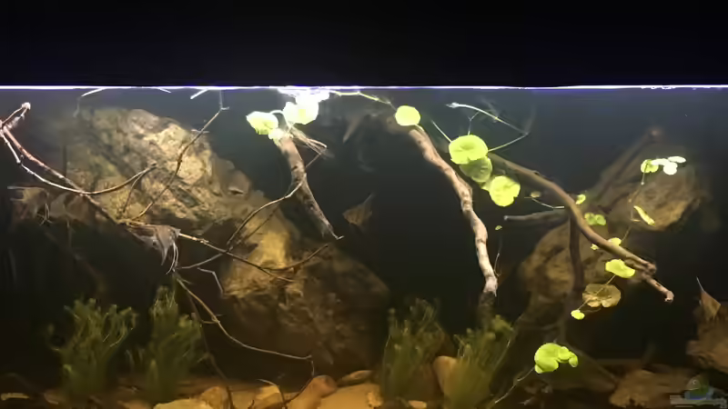 Aquarium DARK ROOTS (aufgelöst) von der Steirer (20)