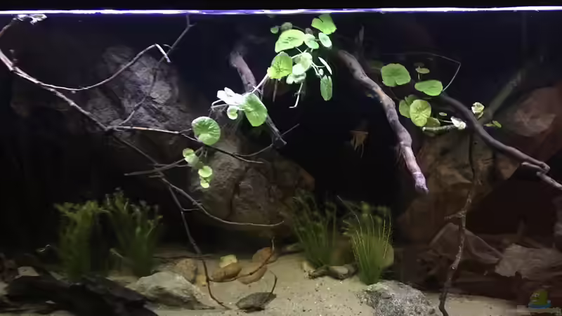 Aquarium DARK ROOTS (aufgelöst) von der Steirer (24)