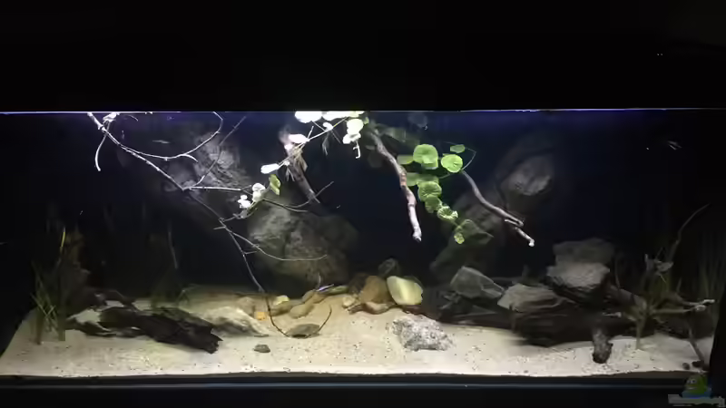 Aquarium DARK ROOTS (aufgelöst) von der Steirer (28)