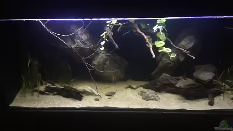 Aquarium DARK ROOTS (aufgelöst) von der Steirer (30)