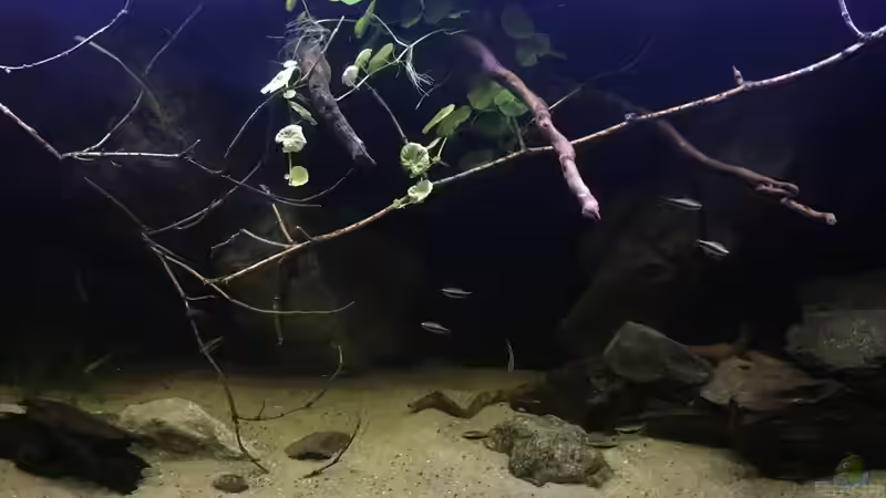 Aquarium DARK ROOTS (aufgelöst) von der Steirer (31)