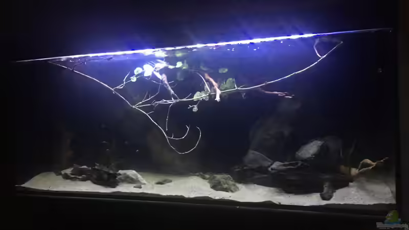 Aquarium DARK ROOTS (aufgelöst) von der Steirer (32)