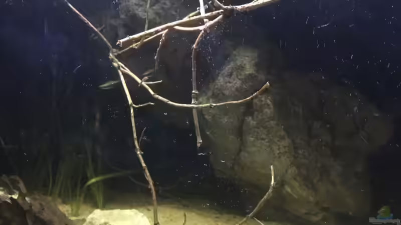 Aquarium DARK ROOTS (aufgelöst) von der Steirer (34)