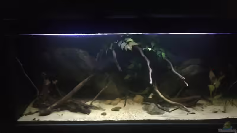 Aquarium DARK ROOTS (aufgelöst) von der Steirer (7)