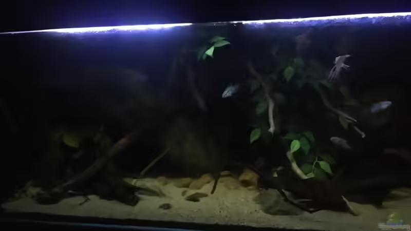 Aquarium DARK ROOTS (aufgelöst) von der Steirer (8)