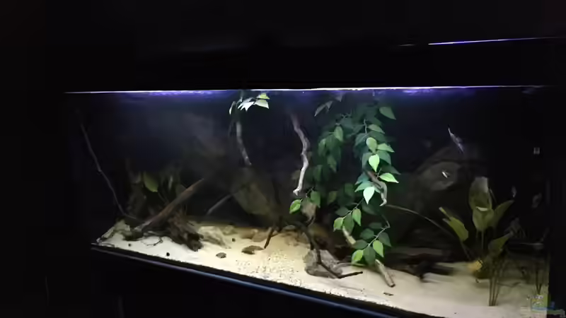 Aquarium DARK ROOTS (aufgelöst) von der Steirer (9)