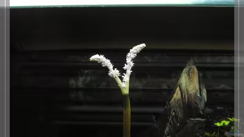 Aquarium Darkness von Pseudomugil (12)