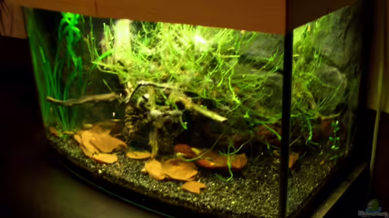 Aquarium Darkwood von navigator1 (3)