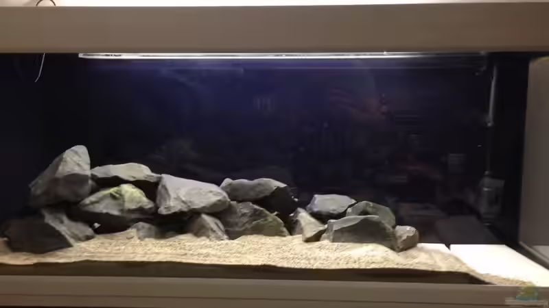 Aquarium Das erste mal Malawi von Kunx (2)