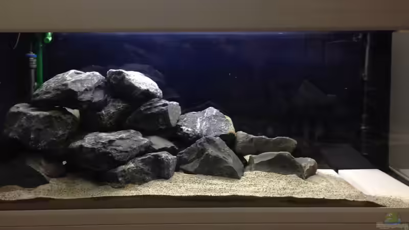 Aquarium Das erste mal Malawi von Kunx (3)