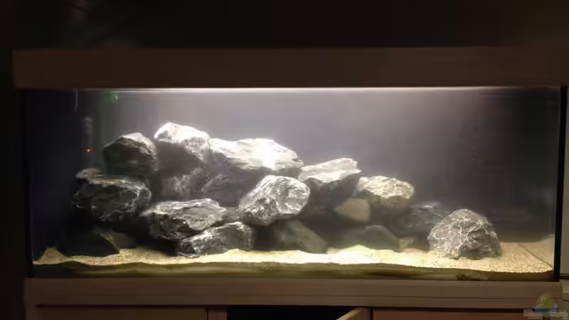 Aquarium Das erste mal Malawi von Kunx (5)