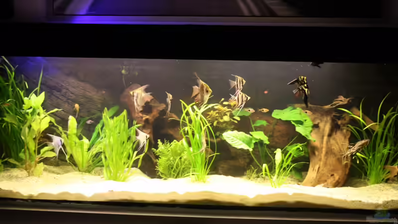 Aquarium Das Flagschiff von schnapper (2)