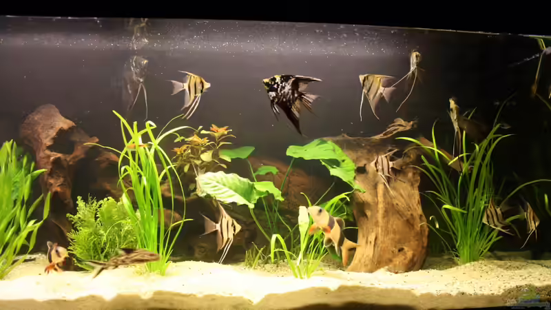 Aquarium Das Flagschiff von schnapper (3)