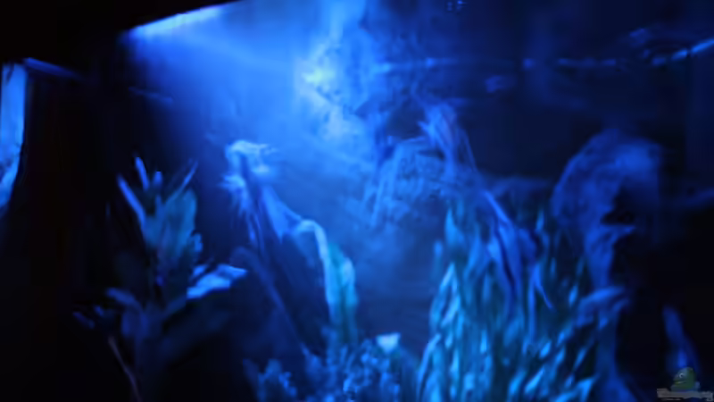 Aquarium Das Flagschiff von schnapper (4)