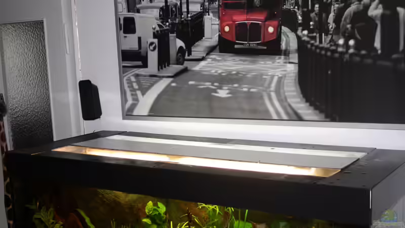 Aquarium Das Flagschiff von schnapper (6)