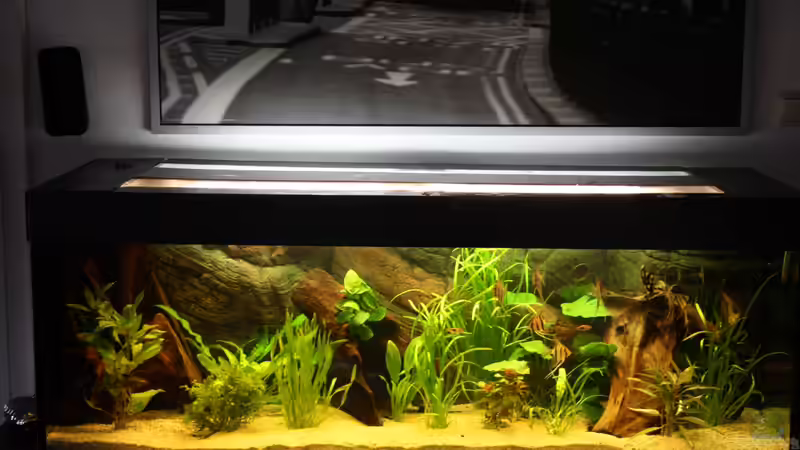 Aquarium Das Flagschiff von schnapper (7)