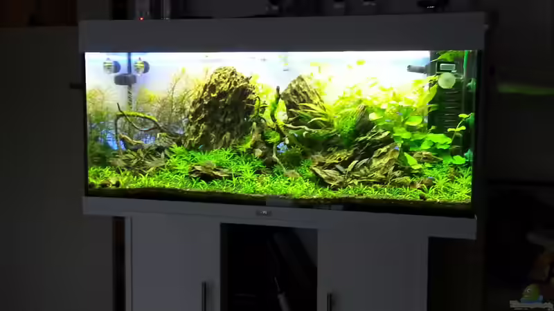 Aquarium Das Gezabel von Tschoui (3)