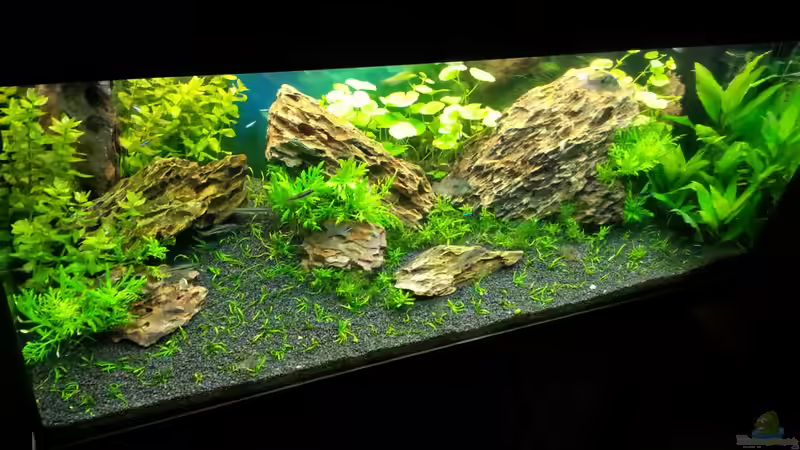 Aquarium Das Gezabel von Tschoui (4)