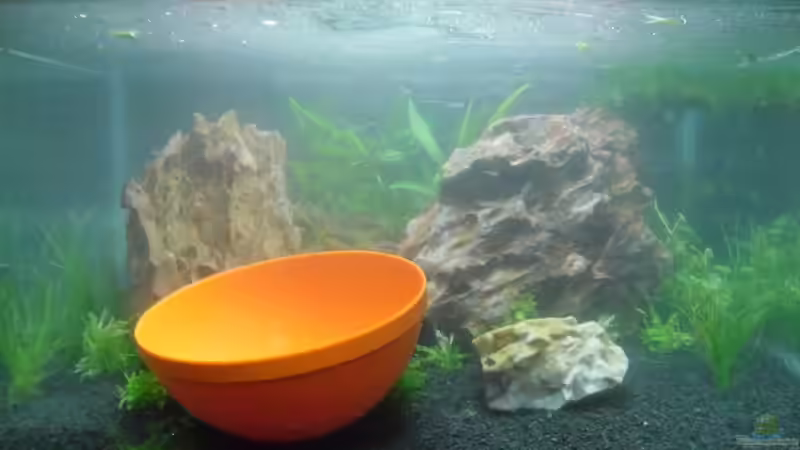 Aquarium Das Kleine (Nur noch als Beispiel) von Ruppinho (12)