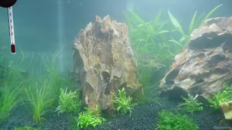 Aquarium Das Kleine (Nur noch als Beispiel) von Ruppinho (13)