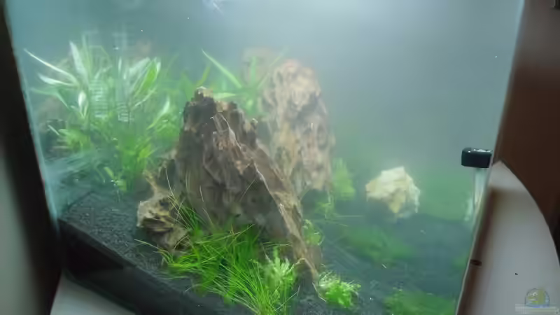 Aquarium Das Kleine (Nur noch als Beispiel) von Ruppinho (14)